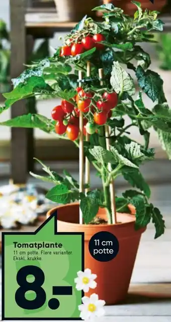 Bilka Tomatplante 11cm tilbud