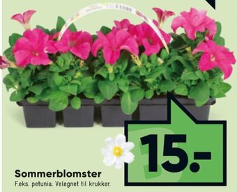 Sommerblomster