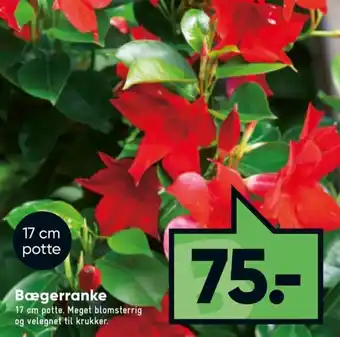 Bilka Bægerranke 17 cm tilbud