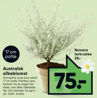 Bilka Australsk Silkeblomst 17 cm tilbud