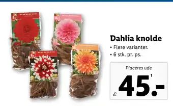 Lidl Dahlia knolde tilbud