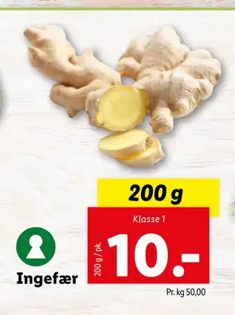 Ingefær