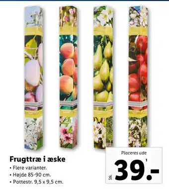 Lidl Frugttræ i æske tilbud