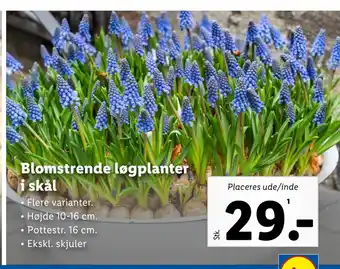 Lidl Blomstrende løgplanter i skål tilbud