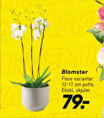 Bilka Blomster tilbud