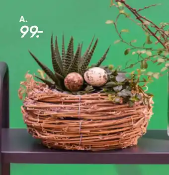 Bilka Dekoration med sukkulenter tilbud