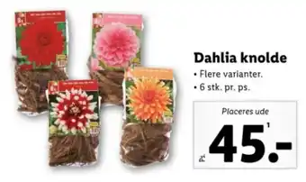Lidl Dahlia knolde tilbud