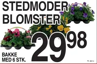 STEDMODER BLOMSTER