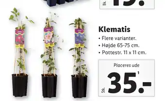 Lidl Klematis tilbud