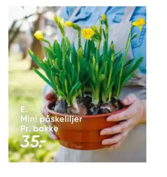 Bilka Mini påskeliljer tilbud