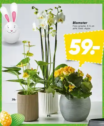 Bilka Blomster tilbud