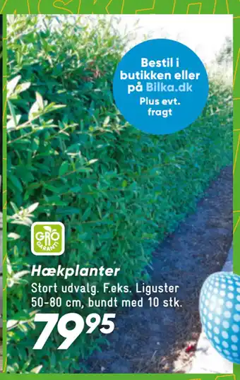 Hækplanter