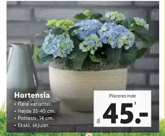 Hortensia