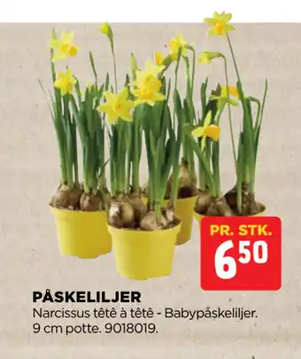 jem & fix PÅSKELILJER tilbud