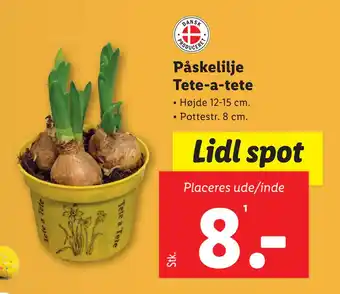 Lidl Påskelilje Tete-a-tete tilbud