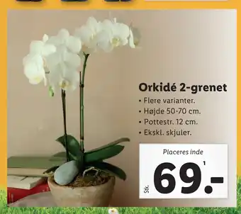 Lidl Orkidé 2-grenet tilbud