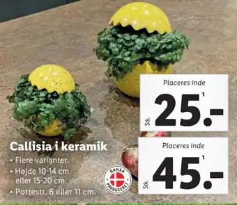 Lidl Callisia i keramik tilbud