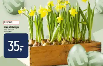 Føtex Mini påskeliljer tilbud