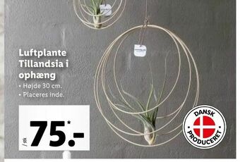Luftplante Tillandsia i ophæng