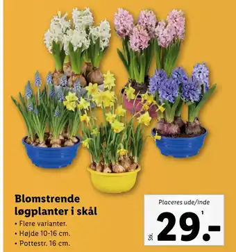 Lidl Blomstrende løgplanter i skål tilbud