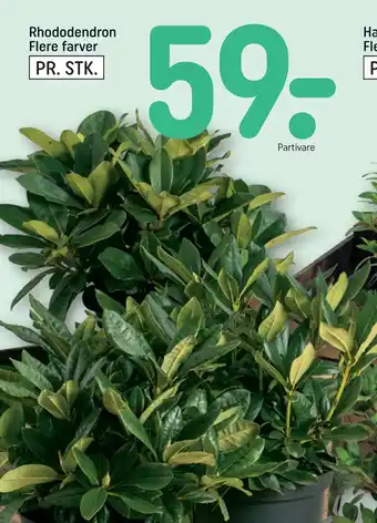 REMA 1000 Rhododendron Flere farver tilbud