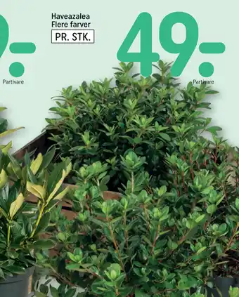 REMA 1000 Haveazalea Flere farver tilbud