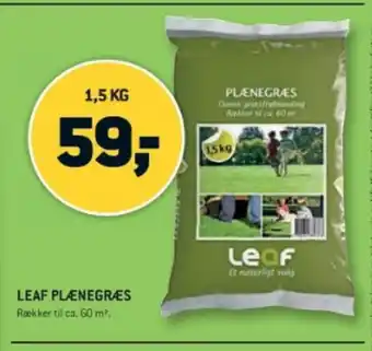 XL-BYG LEAF PLÆNEGRÆS tilbud