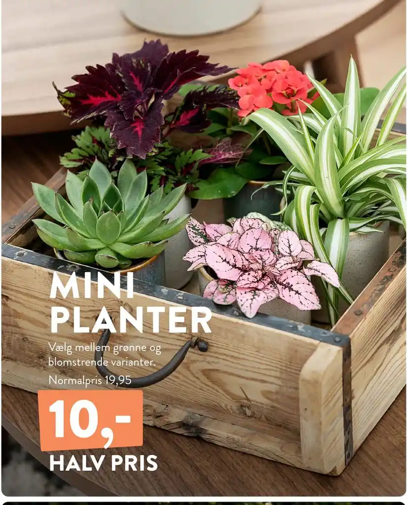 MINI PLANTER tilbud hos Plantorama