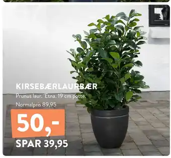 KIRSEBÆRLAURBÆR