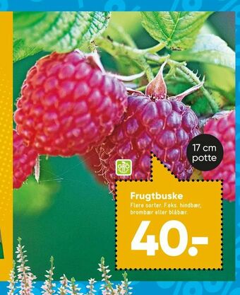 Bilka Frugtbuske tilbud