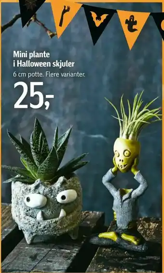 Mini plante i Halloween skjuler