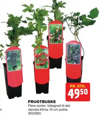 jem & fix FRUGTBUSKE tilbud
