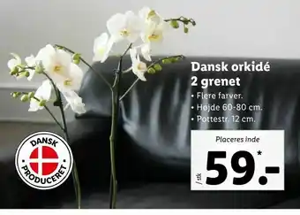 Let-Køb Dansk orkidé 2 grenet tilbud