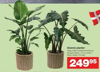 Grønne planter