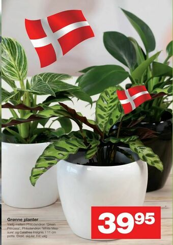 Grønne planter