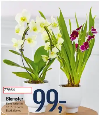 Føtex Blomster tilbud