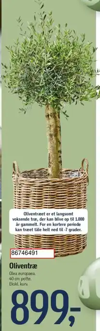 Oliventræ