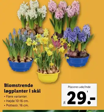 Lidl Blomstrende løgplanter i skål tilbud