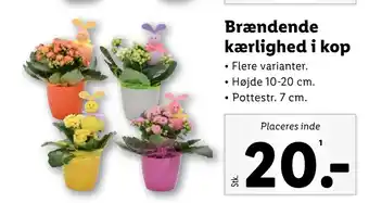 Lidl Brændende kærlighed i kop tilbud