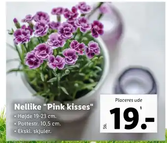 Lidl Nellike Pink kisses tilbud