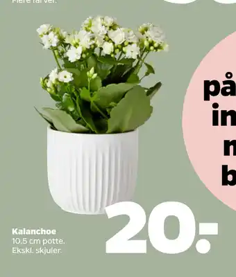 Kalanchoe
