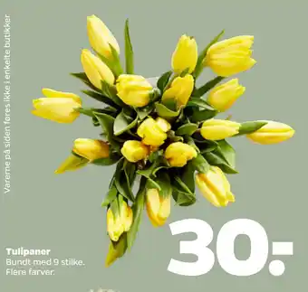 Tulipaner