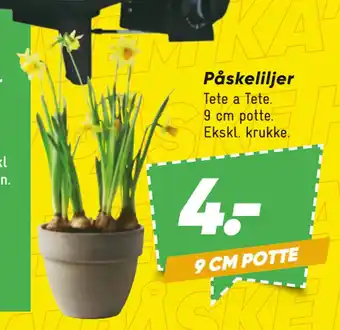 Bilka Påskeliljer tilbud