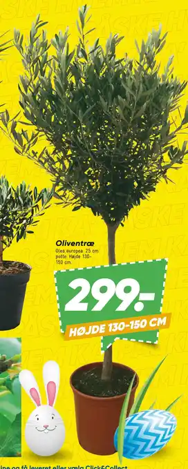 Bilka Oliventræ tilbud