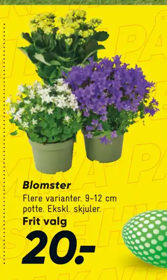 Bilka Blomster tilbud