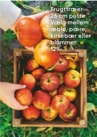 Bilka Frugttræer 26 cm potte tilbud