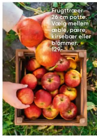 Bilka Frugttræer 26 cm potte tilbud