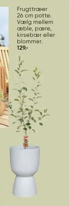 Bilka Frugttræer 26 cm potte tilbud
