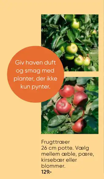 Frugttræer 26 cm potte