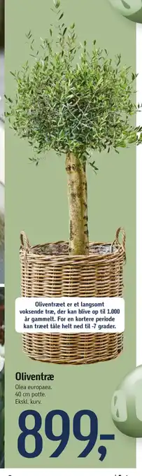 Føtex Oliventræ tilbud